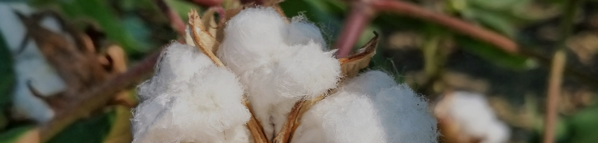 technology in La era del algodón